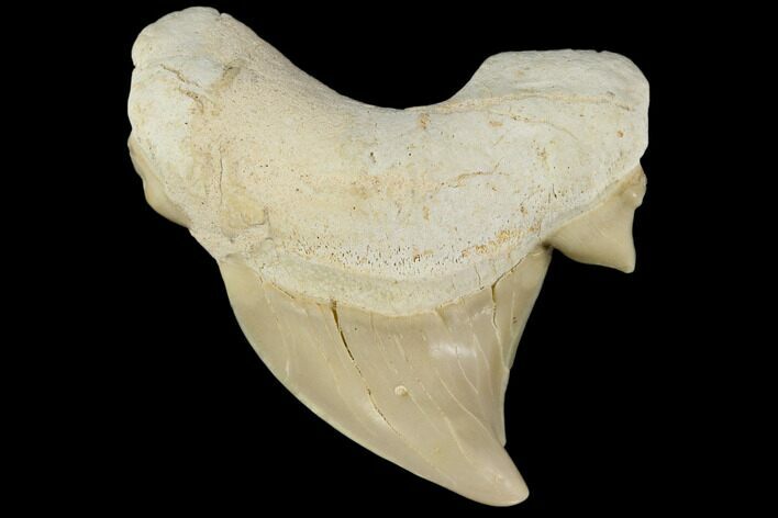 Pathological Otodus Shark Tooth - Morocco #116713